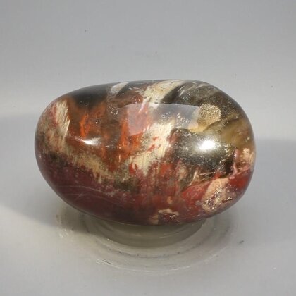 Petrified Wood Extra Large Tumblestone ~54mm