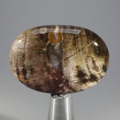Petrified Wood Massage Stone ~40mm