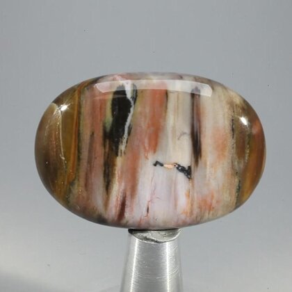 Petrified Wood Massage Stone ~40mm
