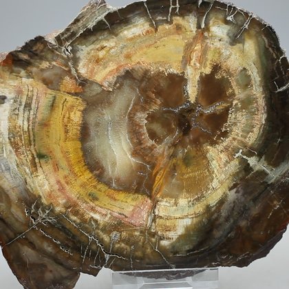 Petrified Wood Polished Slice ~145mm