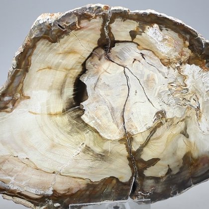 Petrified Wood Polished Slice ~155mm