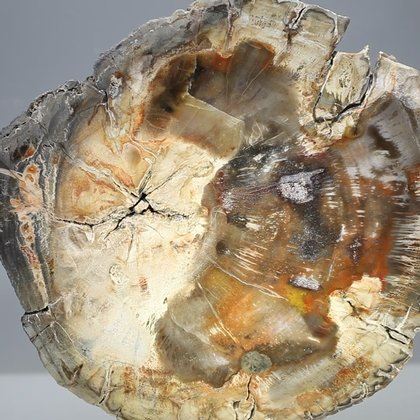 Petrified Wood Polished Slice ~15cm