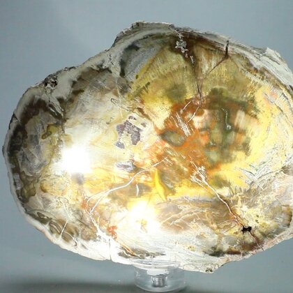 Petrified Wood Polished Tile ~154mm
