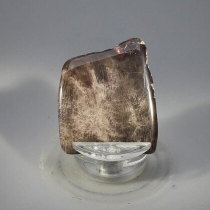 Petrified Wood Polished Tile ~37mm