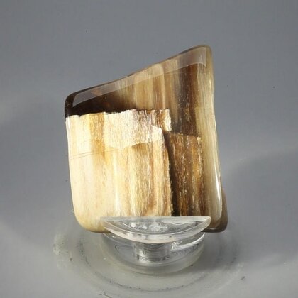 Petrified Wood Polished Tile ~43mm