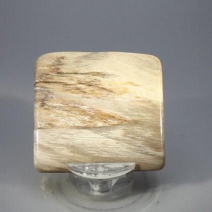 Petrified Wood Polished Tile ~49mm