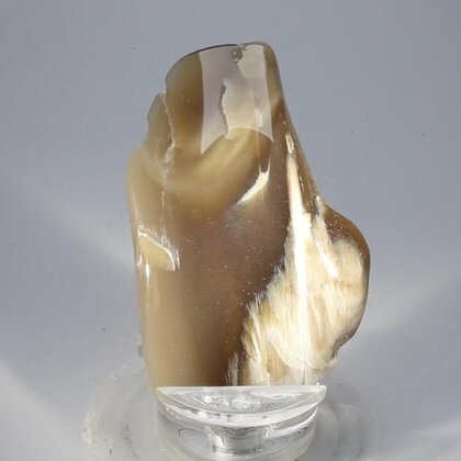Petrified Wood Polished Tile ~56mm