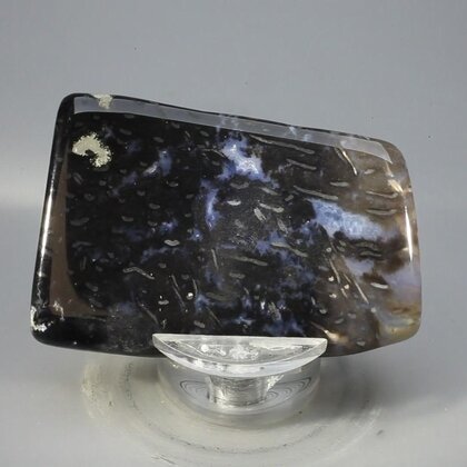 Petrified Wood Polished Tile ~57mm