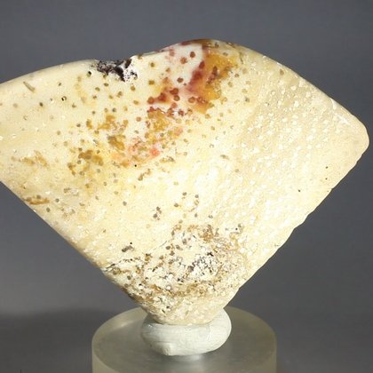 Petrified Wood Polished Tile ~75mm