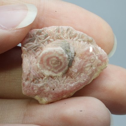 Rhodochrosite Stalagmite Stem ~25mm