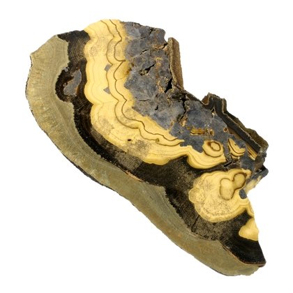Schalenblende Polished Slice ~100mm