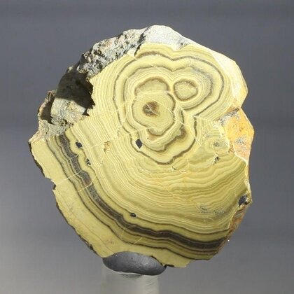 Schalenblende Polished Slice ~31mm