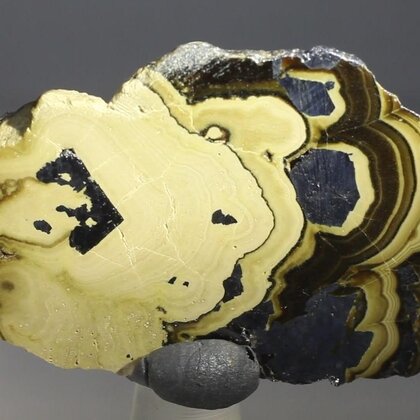 Schalenblende Polished Slice ~40mm