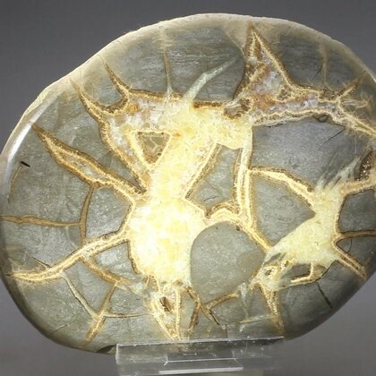 Septarian Polished Nodule ~10.5cm