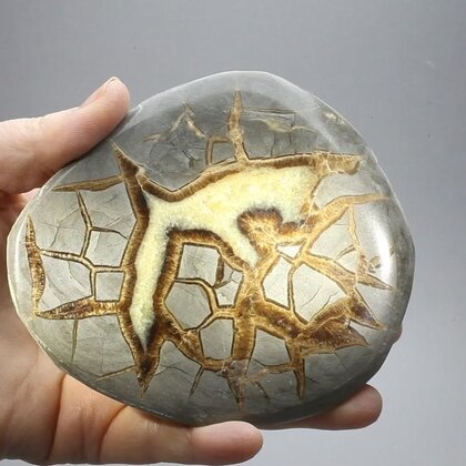 Septarian Polished Nodule ~10cm