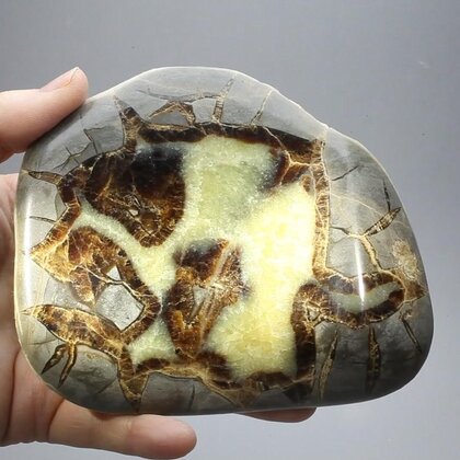 Septarian Polished Nodule ~12cm