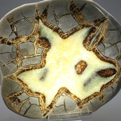 Septarian Polished Nodule ~13cm