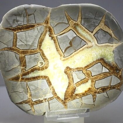 Septarian Polished Nodule ~13cm