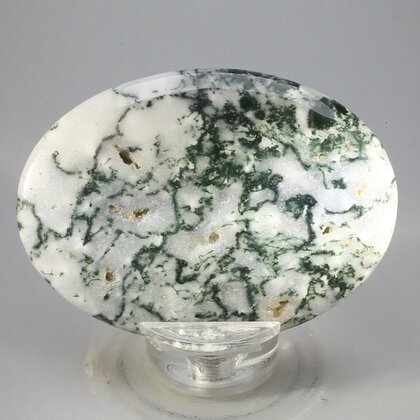 Tree Jasper Palmstone (Extra Grade) ~70x50mm