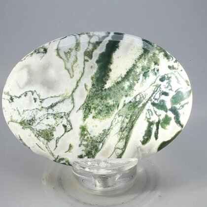 Tree Jasper Palmstone (Extra Grade) ~70x50mm