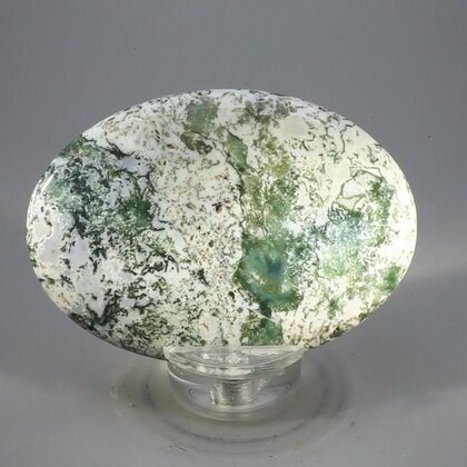 Tree Jasper Palmstone (Extra Grade) ~70x50mm