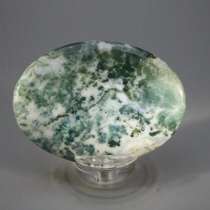 Tree Jasper Palmstone (Extra Grade) ~70x50mm